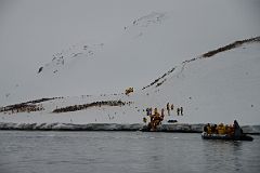 01C Penguin Colonies Welcome Zodiacs Coming In To Land At Neko Harbour On Quark Expeditions Antarctica Cruise.jpg